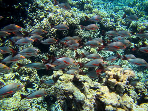 Image of Humpback red snapper