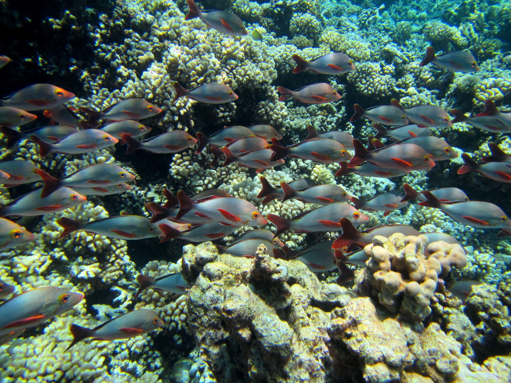 Image of Humpback red snapper