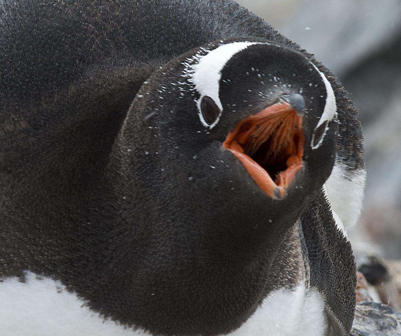 Image of Gentoo Penguin