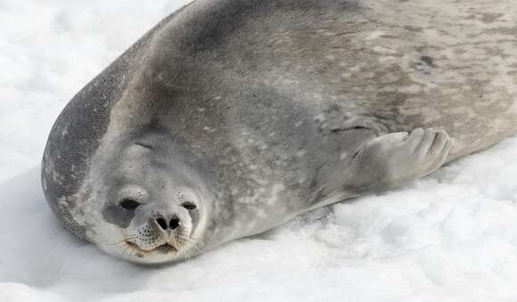 Image of Weddell seal