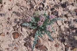 Image of bulbous springparsley