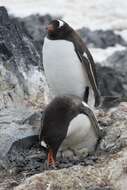 Image of Gentoo Penguin