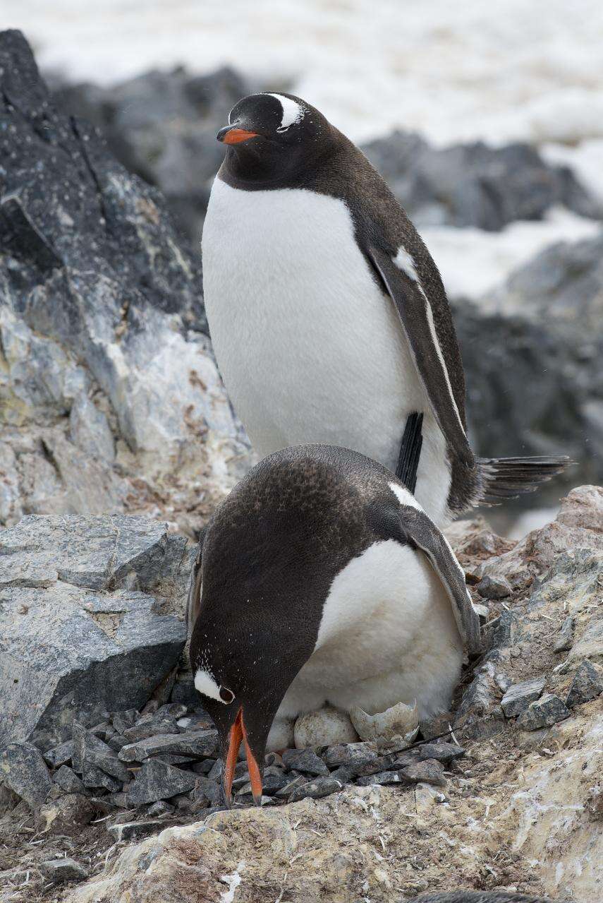 Image of Gentoo Penguin