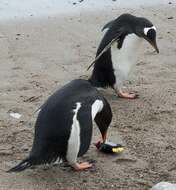 Image of Gentoo Penguin