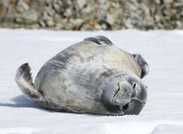 Image of Weddell seal