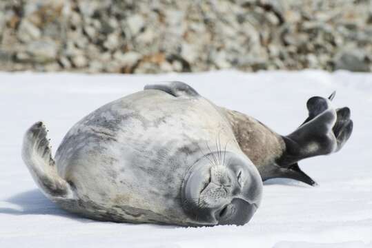 Image of Weddell seal