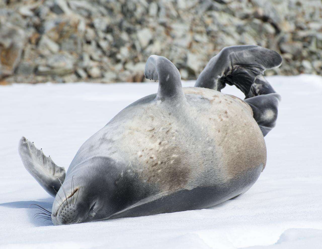 Image of Weddell seal