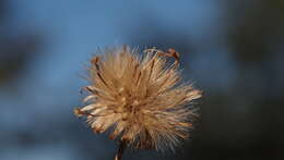 Imagem de Dieteria asteroides var. lagunensis (D. D. Keck) D. R. Morgan & R. L. Hartman