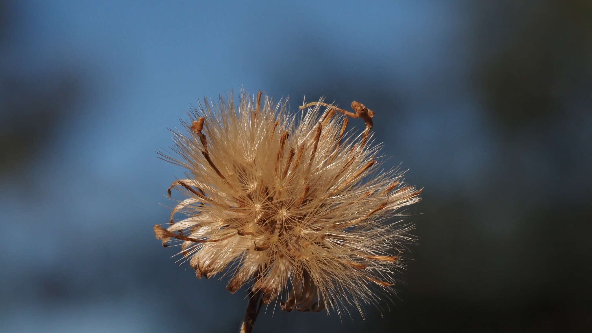 Imagem de Dieteria asteroides var. lagunensis (D. D. Keck) D. R. Morgan & R. L. Hartman