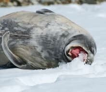 Image of Weddell seal