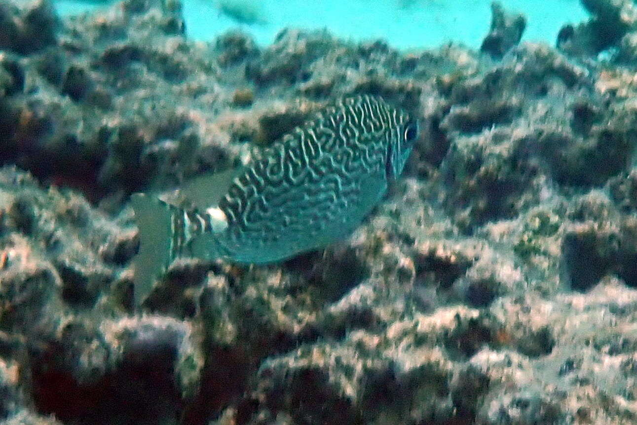 Image of Black spinefoot