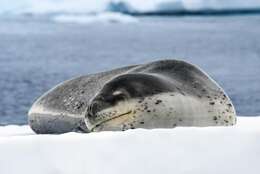 Image of leopard seal