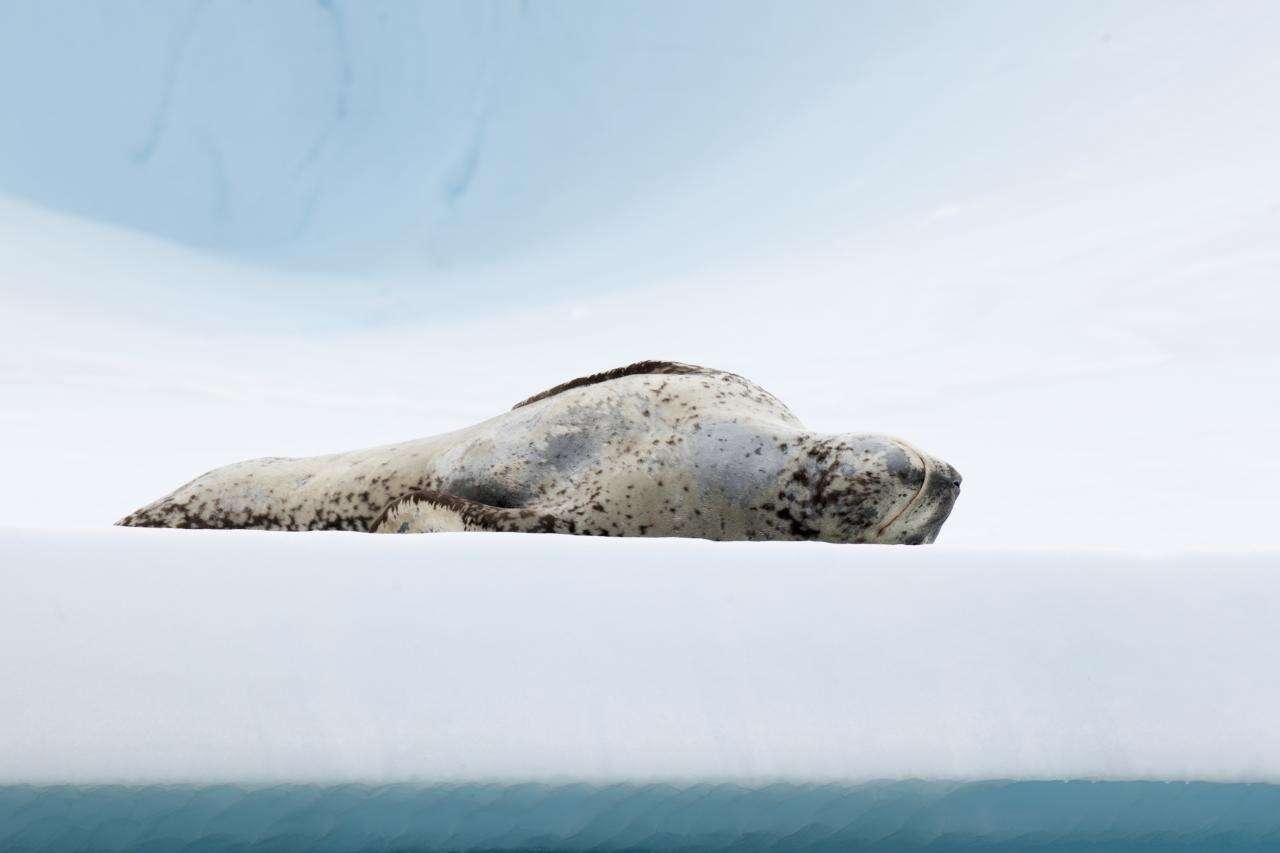 Image of leopard seal