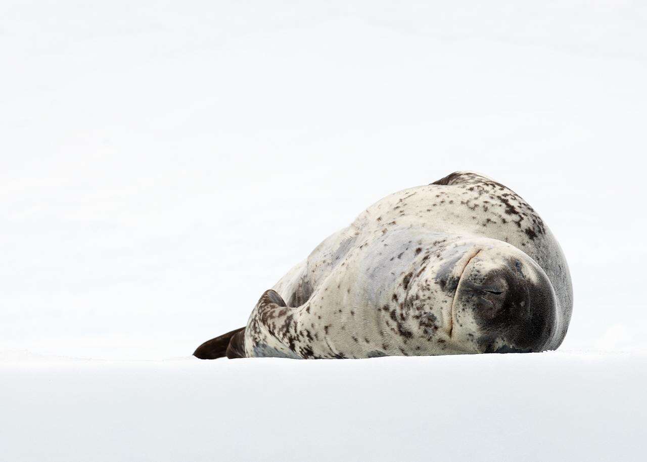 Image of leopard seal