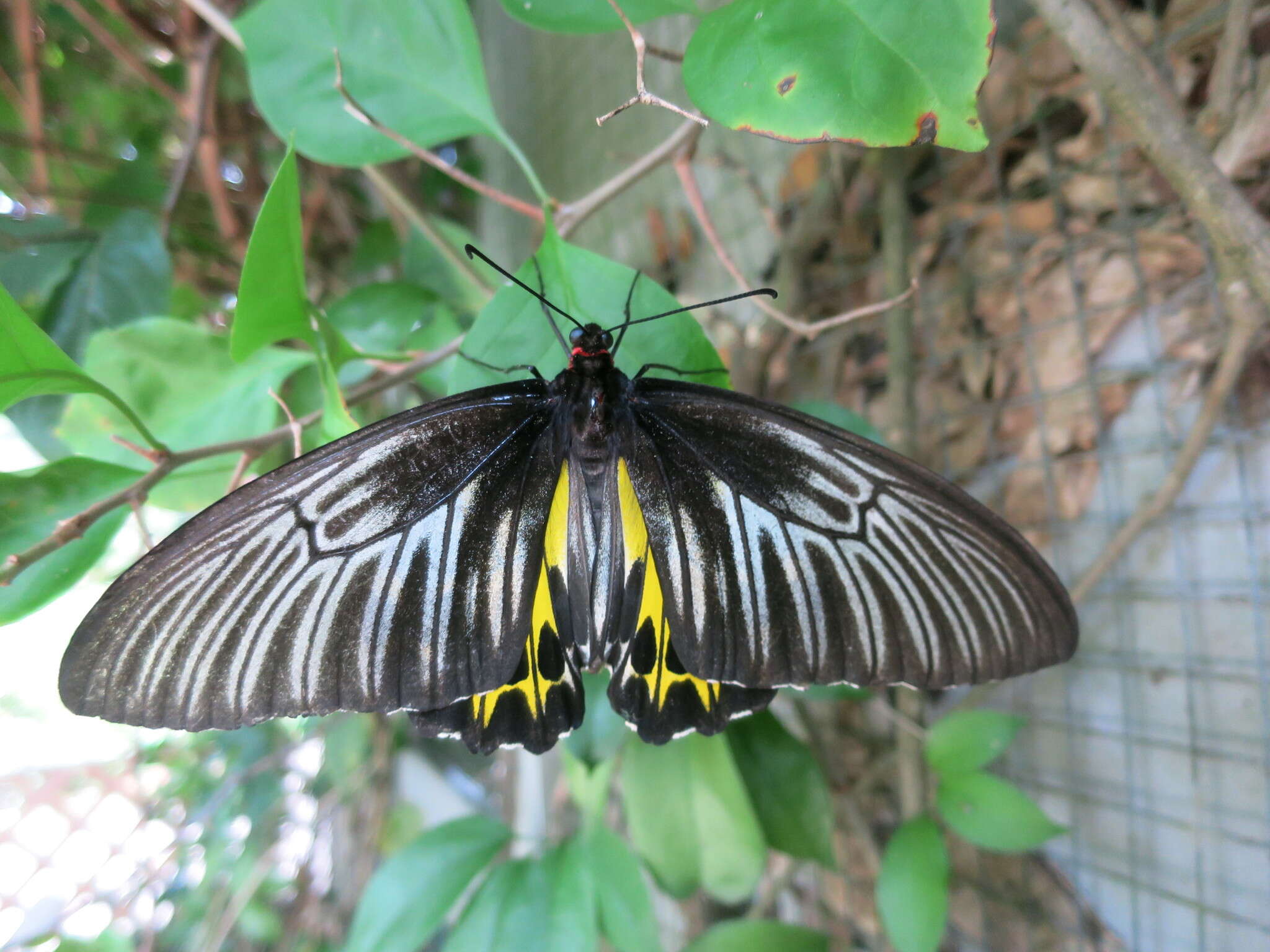 Image de Troides helena (Linnaeus 1758)