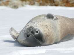 Image of Weddell seal
