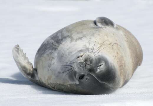 Image of Weddell seal