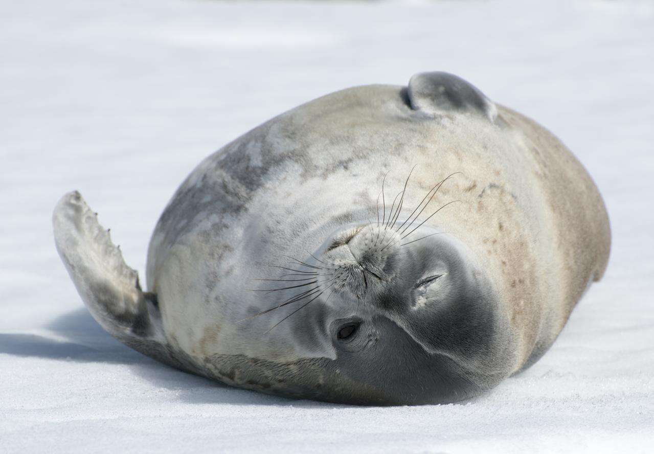 Image of Weddell seal