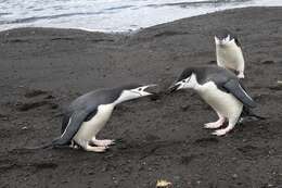 Image of Chinstrap Penguin