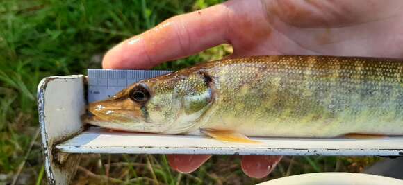 Image de Esox aquitanicus Denys, Dettai, Persat, Hautecoeur & Keith 2014