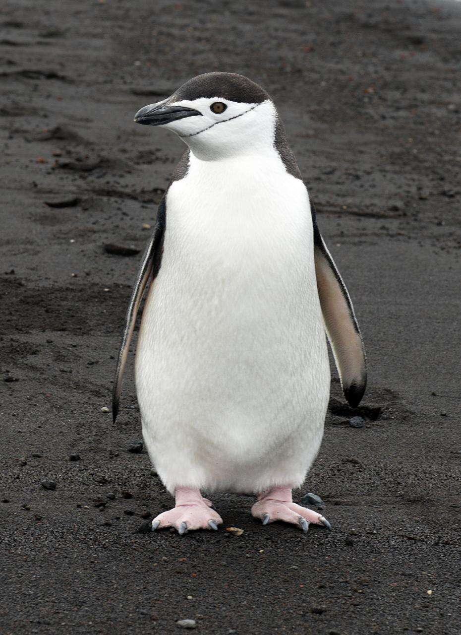 Image of Chinstrap Penguin