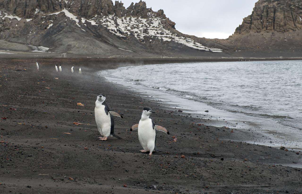 Plancia ëd Pygoscelis antarcticus (Forster & JR 1781)