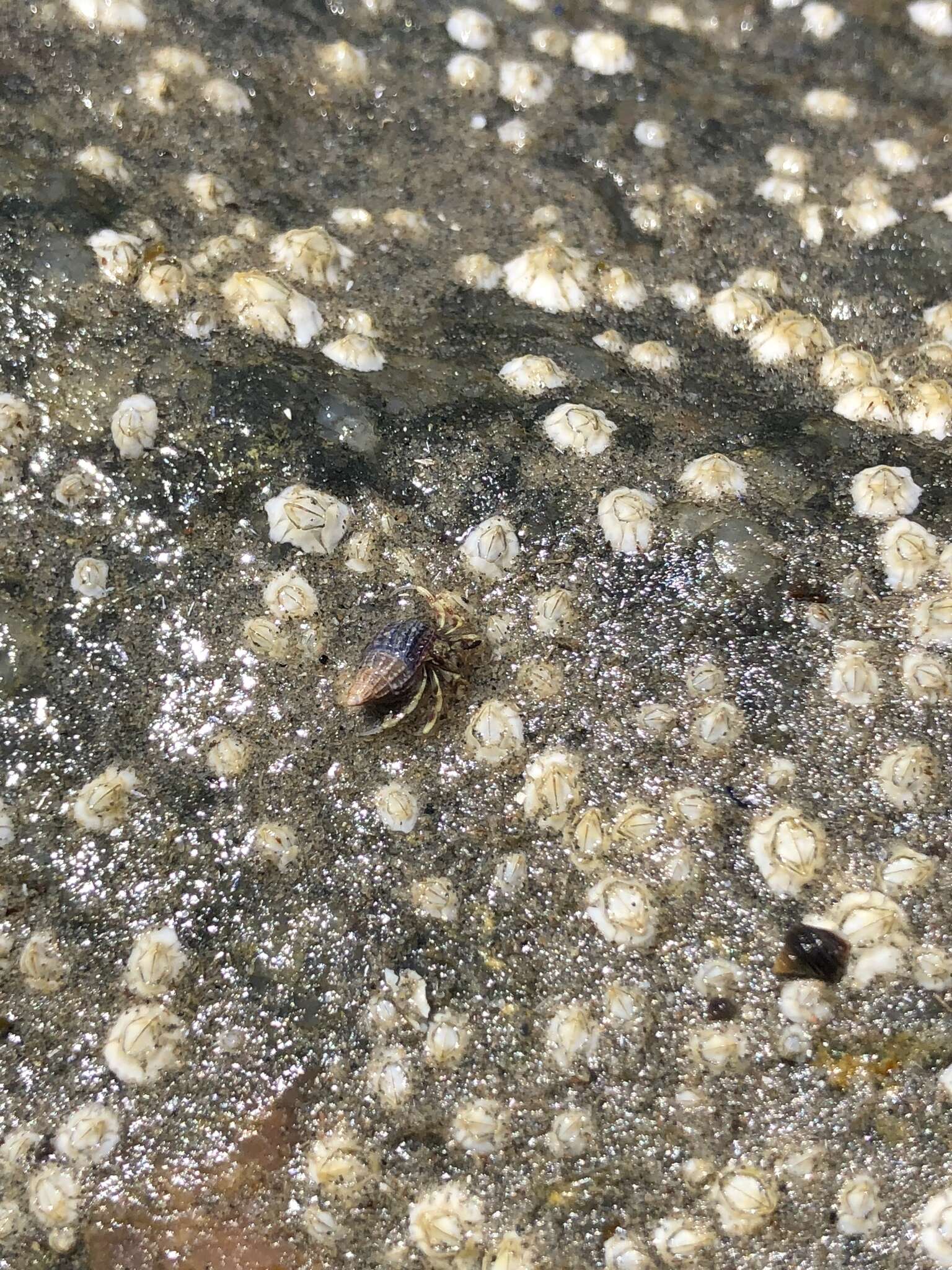 Image of Long-Clawed Hermit Crab