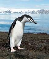 Image of Chinstrap Penguin