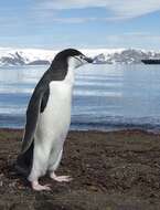 Image of Chinstrap Penguin