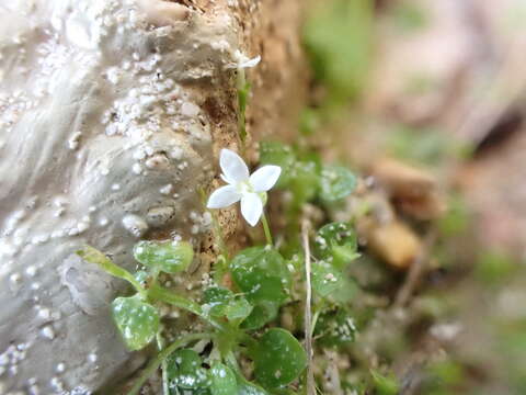 Image of creeping-bluet