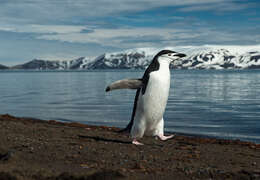 Image of Chinstrap Penguin