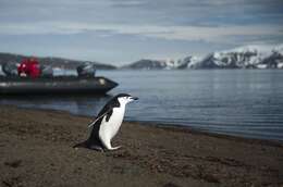 Plancia ëd Pygoscelis antarcticus (Forster & JR 1781)