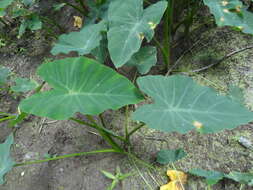 Image de Colocasia esculenta (L.) Schott