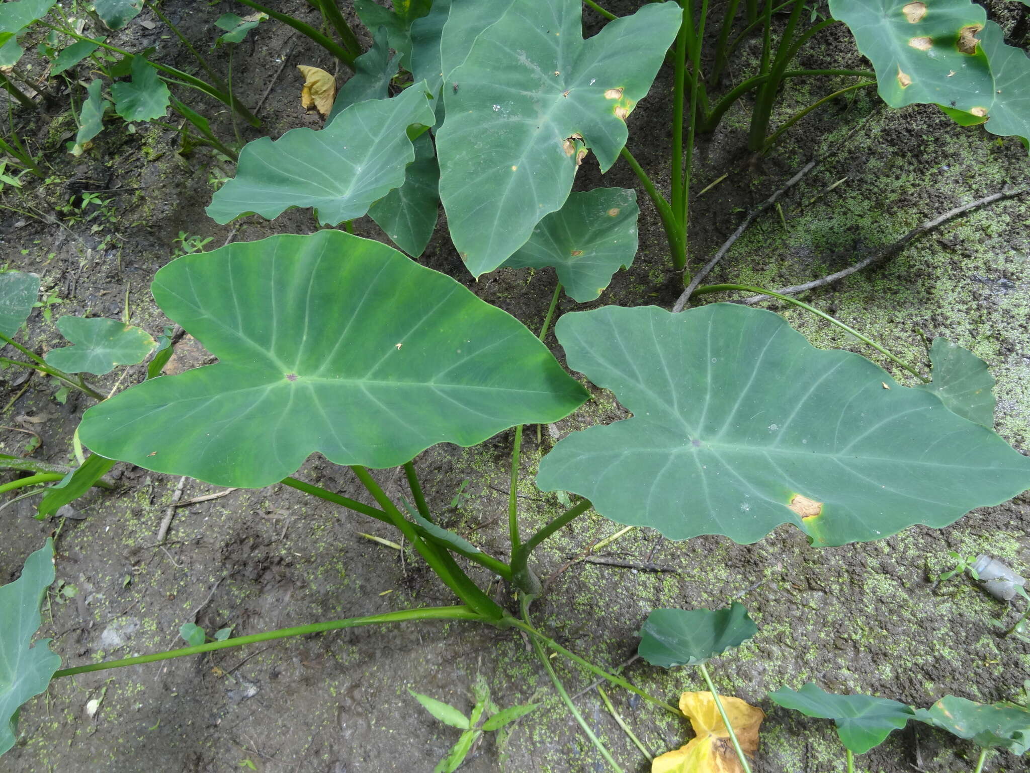 Image of Wild Taro