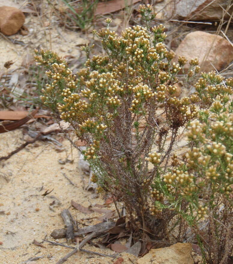 Image of Helichrysum asperum var. glabrum O. M. Hilliard