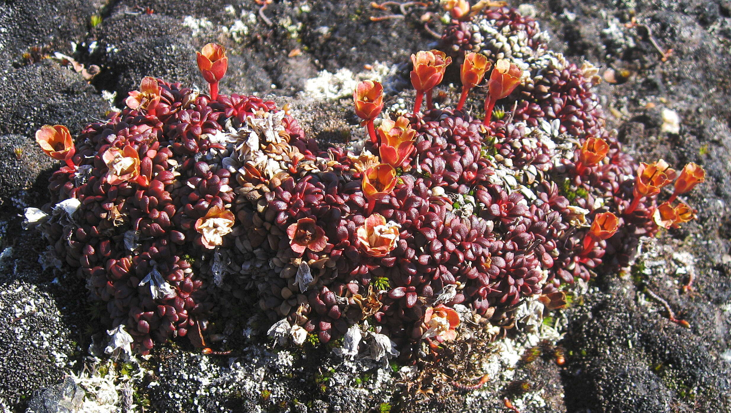 Image of diapensia