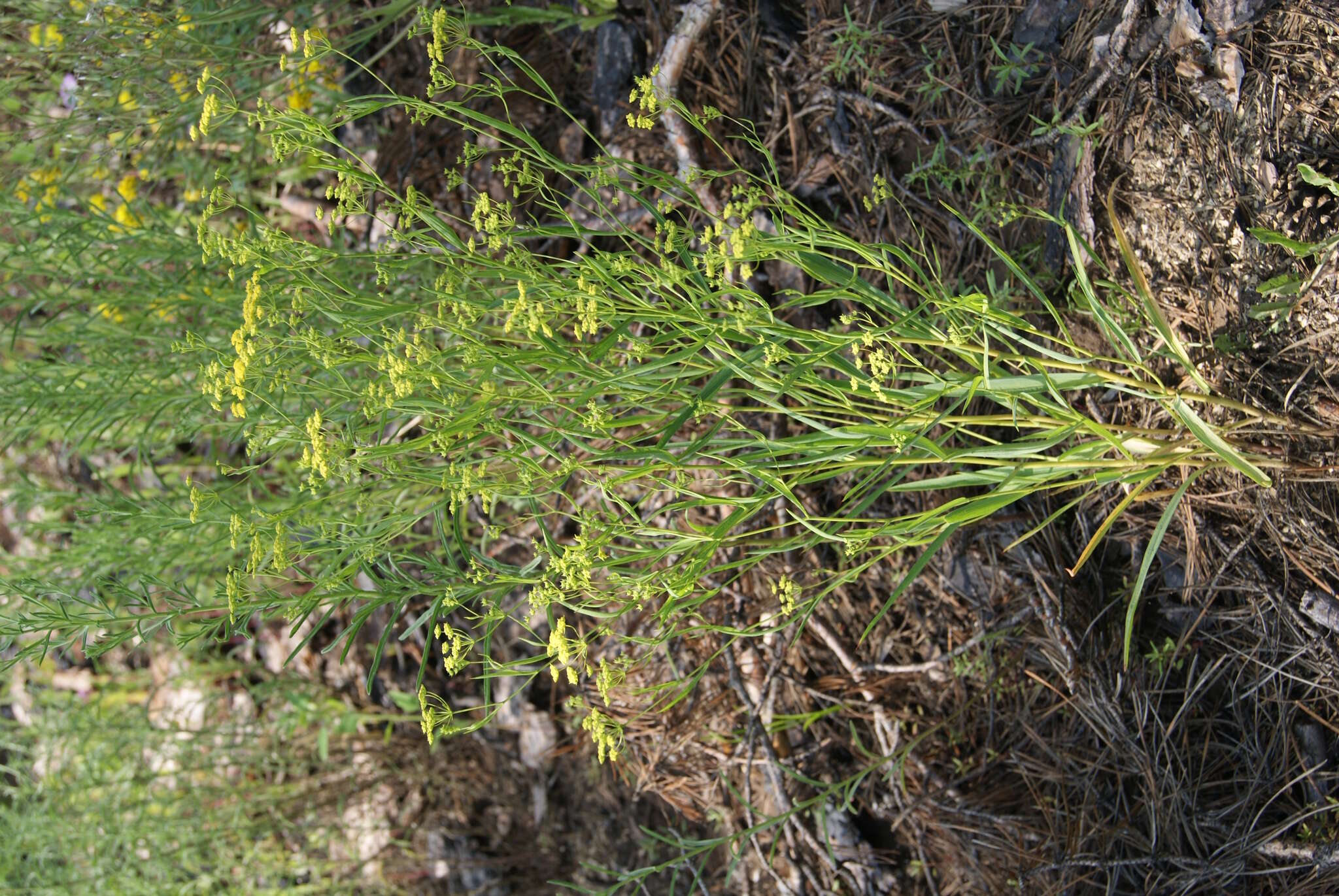 Sivun Bupleurum scorzonerifolium Willd. kuva