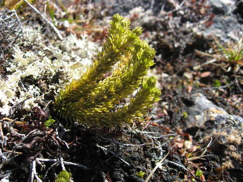 Image of Fir Club Moss