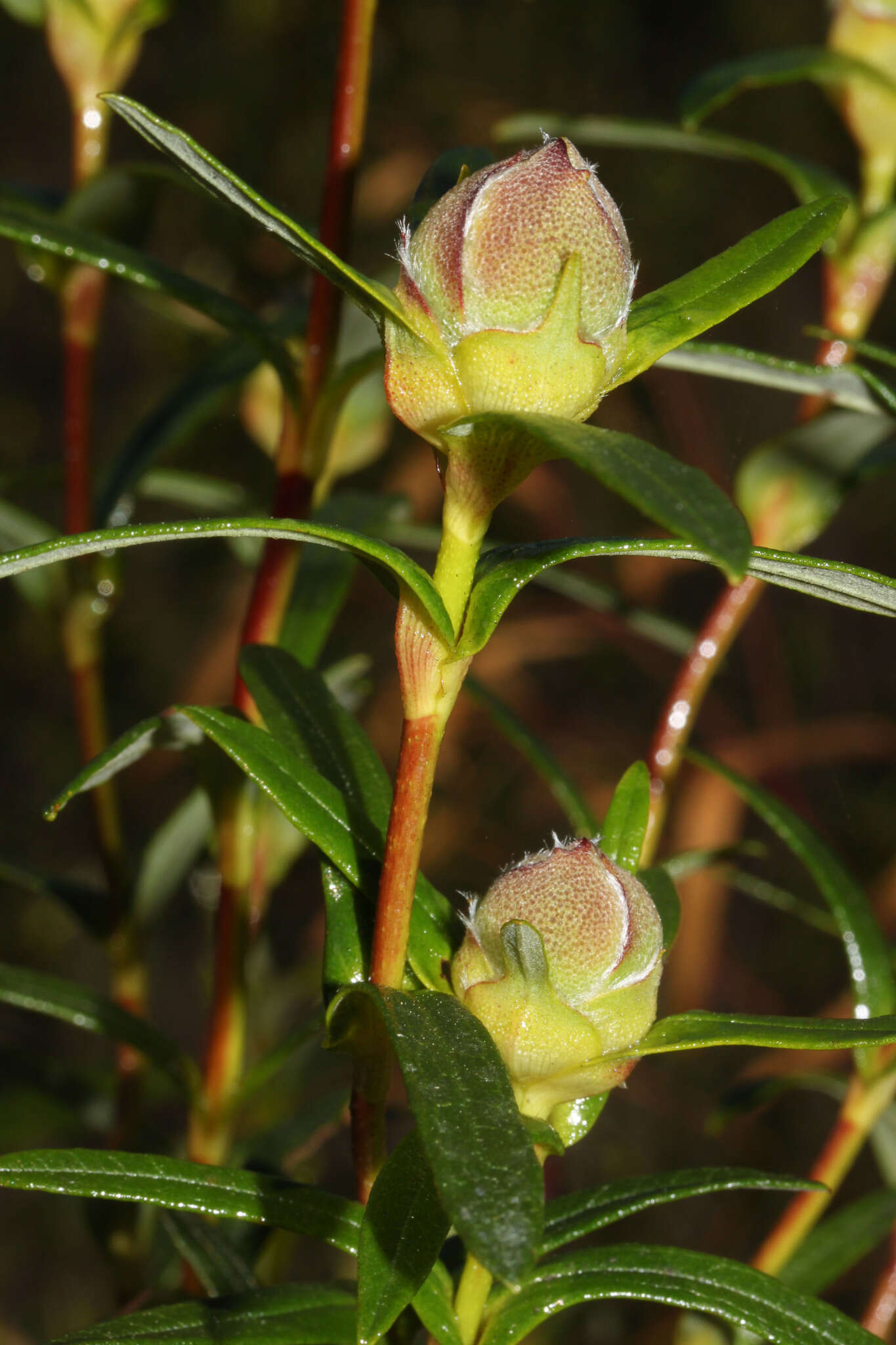 Image of common gum cistus