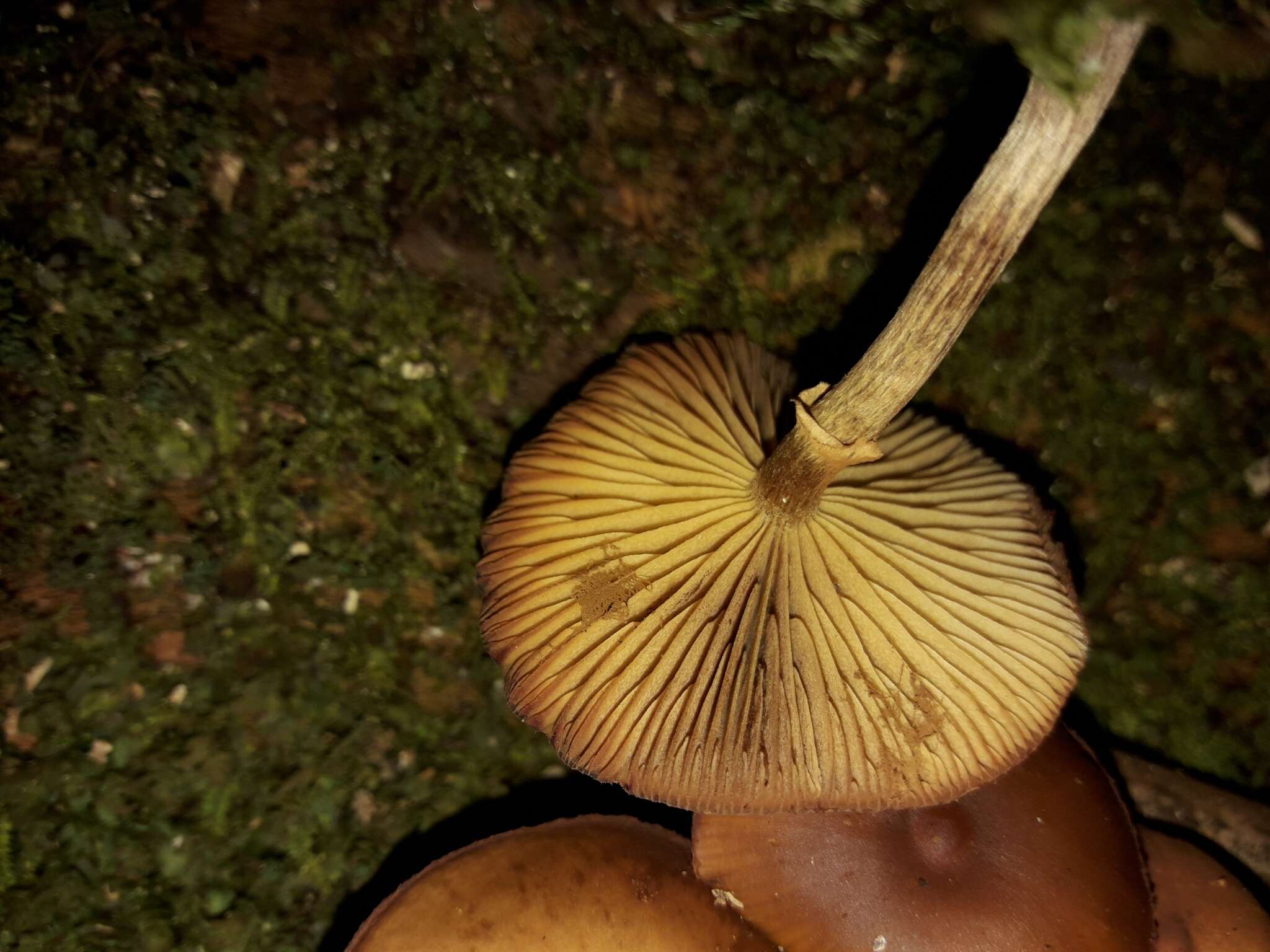 Image of Galerina patagonica Singer 1953