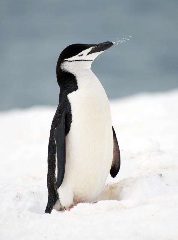 Image of Chinstrap Penguin