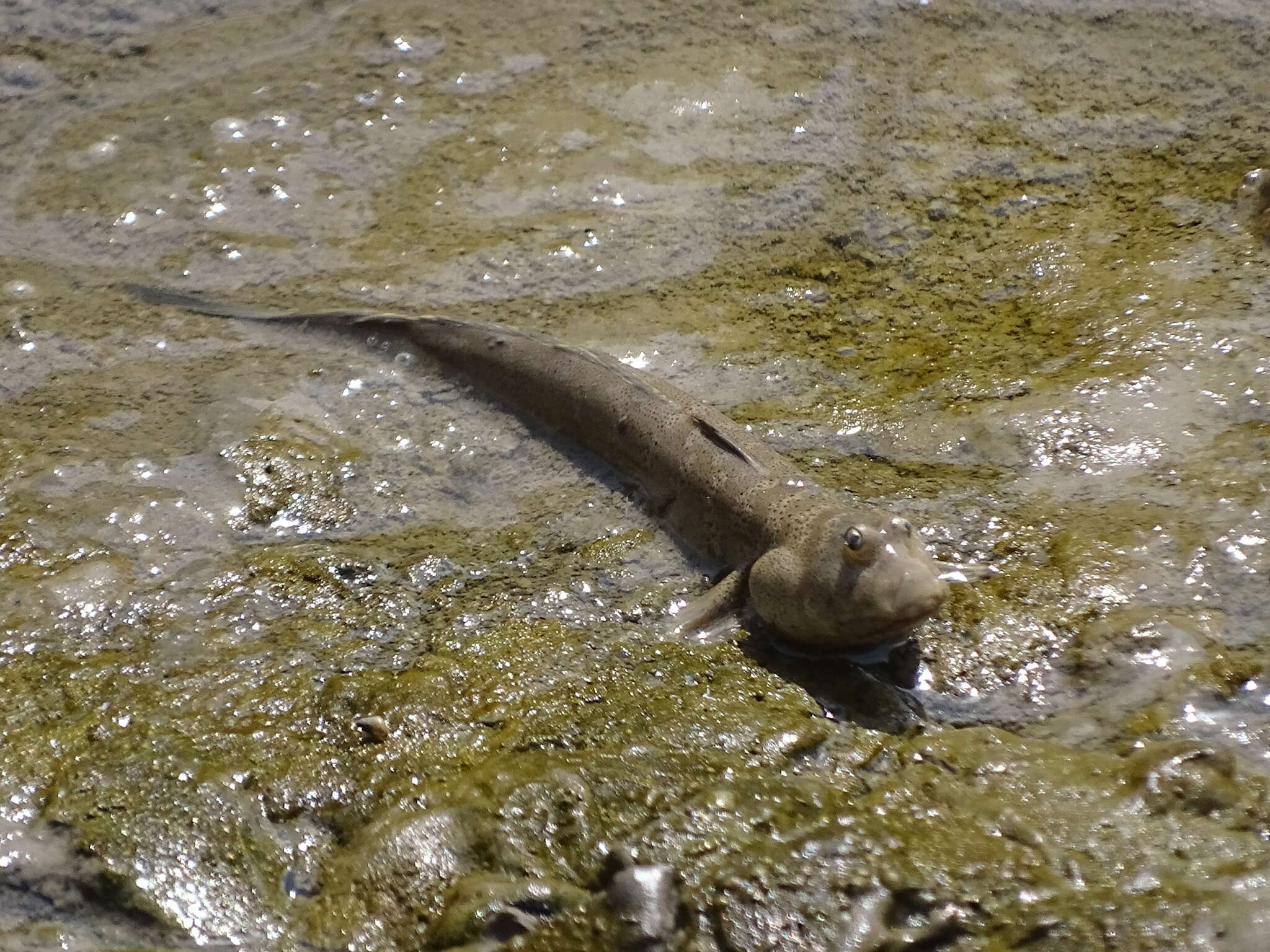 Image of Mud skipper