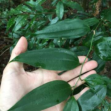 Image of Smilax lanceifolia Roxb.