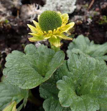 Imagem de Ranunculus pinguis Hook. fil.