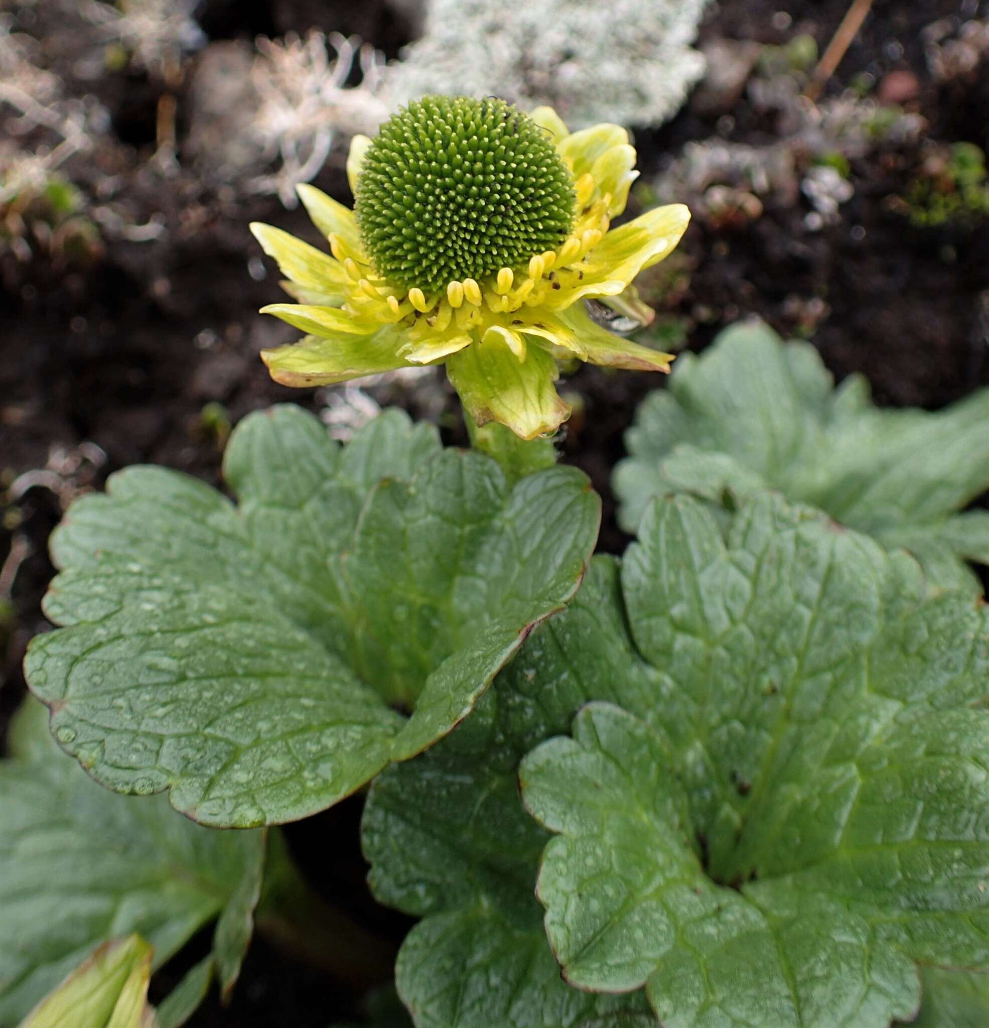 Ranunculus pinguis Hook. fil.的圖片