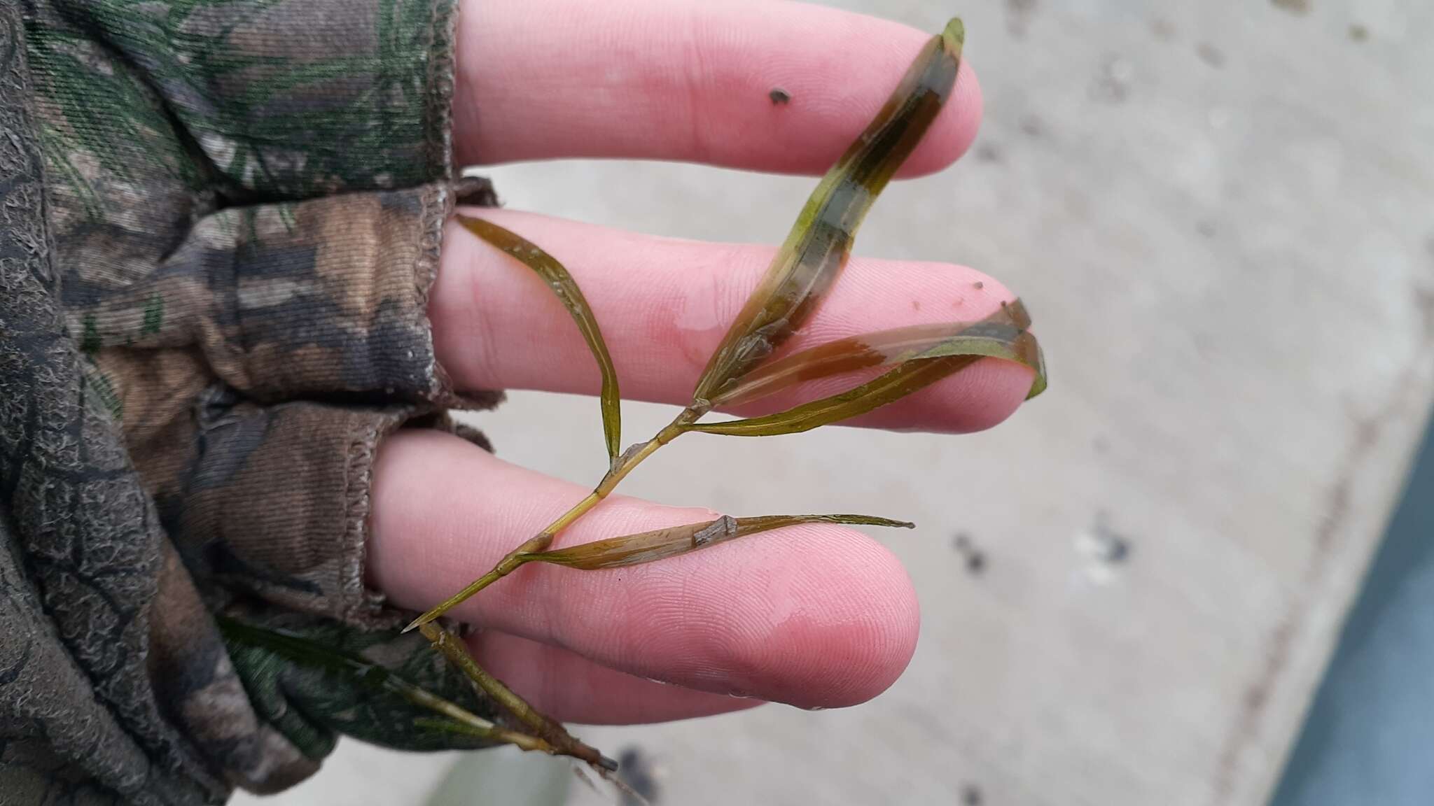 Image of Blunt-leaved Pondweed