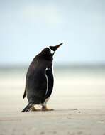 Image of Gentoo Penguin