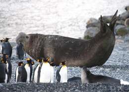 Image of South Atlantic Elephant-seal