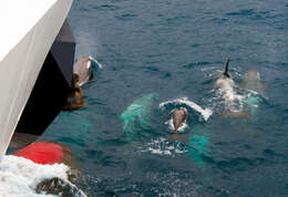 Image of killer whale