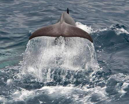 Image of killer whale